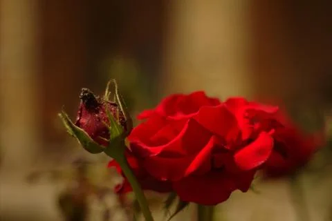 Two red roses, one open, one closed Stock Photos