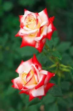 Two red roses Stock Photos