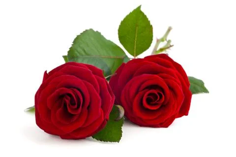 Two red roses. Stock Photos