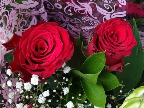 Two Red Roses Stock Photos