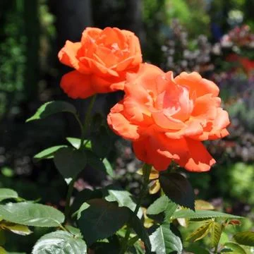Two red roses Stock Photos