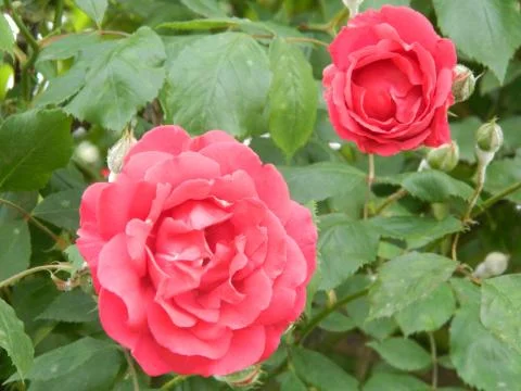 Two red roses Stock Photos