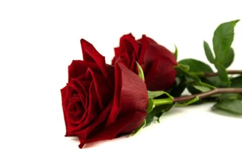 Two red roses Stock Photos