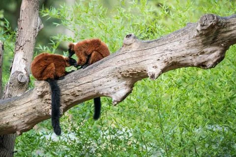 Two Red ruffed lemur Foto stock