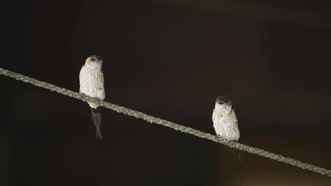 Two red-rumped swallows Stock Footage 320824923