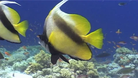 Two Red Sea Bannerfish Interacting in Tropical Waters Stock Footage 301051068