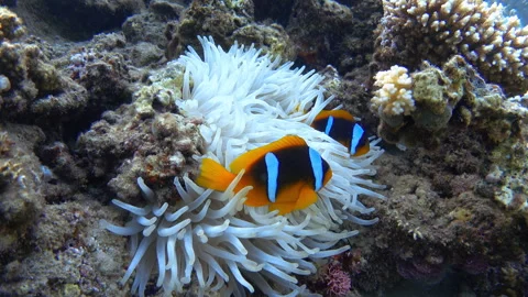 Two Red Sea clownfish in a bleached sea anemone. 4K stock video footage Stock Footage 300503994