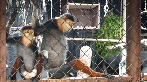 Two red-shanked douc langur (Pygathrix nemaeus) sit Stock Footage 100143373