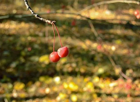 Two red small wild apples hang on a branch close-up Stock Photos