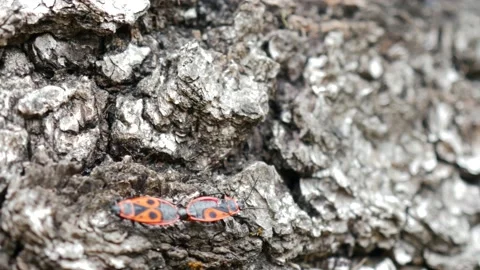 Two red "soldier" bugs are crawling along the stone. Stock Footage 209966991