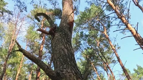 Two red squirrels chase each other on pine tree trunk Video stock 317352814