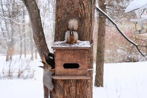 Two red squirrels, covered in grey winter fur, feed from a tree feeder in a park Stock Photos