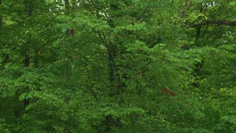 Two red squirrels eating fresh shoots in beech tree Stock Footage 327120108