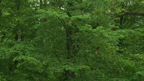 Two red squirrels eating fresh shoots in beech tree Stock Footage 327120118