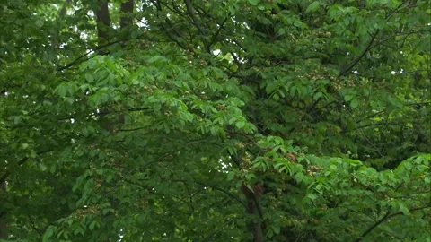 Two red squirrels eating fresh shoots in beech tree Stock Footage 327120127