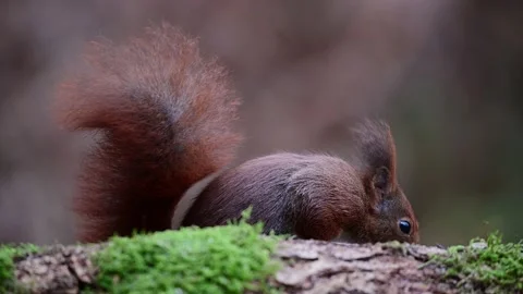 Two red squirrels fighting over food on dead wood in the forest Stock Footage 231983866