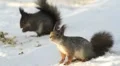 Two Red Squirrels on ground feeding Vidéos HD
