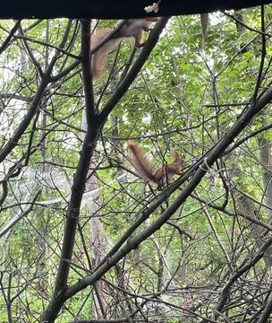 Two red squirrels moving on tree branches in forest Fotos de archivo