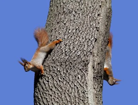 Two red squirrels play on tree Stock Photos