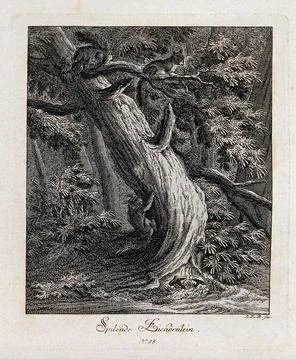 Two red squirrels playing on a tree in a forest. Etching by J. E. Ridinger. Illustrazione stock