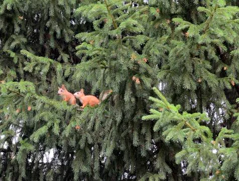 Two red squirrels  sitting on a branch of spruce Stock Photos