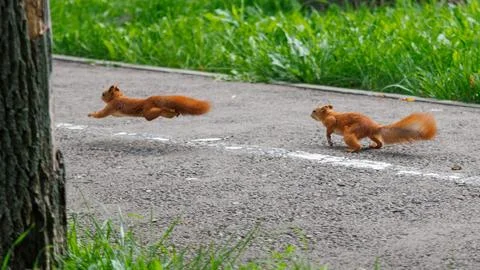 Two red squirrels sprint across a paved path Stock Photos