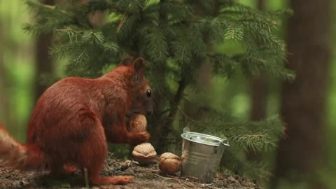 The two red squirrels take turns choosing walnuts for themselves. Stock Footage 165769036