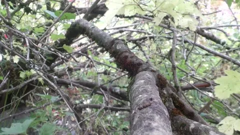 Two Red Squirrels in a tree in Norway,wild camera, viltkamera, Stock Footage 140686782