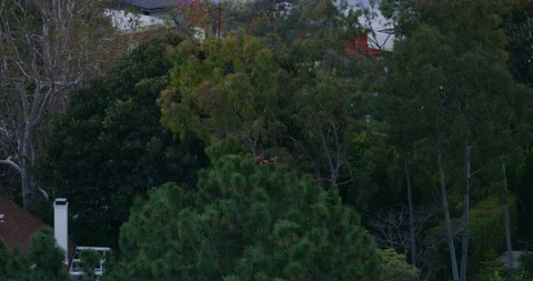 Two red tailed hawks seen in Griffith Park, Los Angeles Stock Footage 115961480