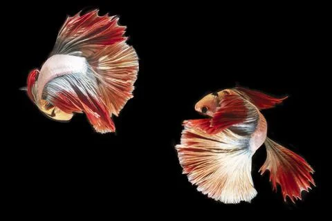 Two red Thai fighting fish on a black background Stock Photos