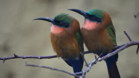  two Red-throated bee-eater Birds Stock Footage 267480146
