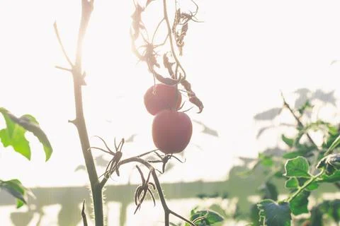 Two red tomatoes on a branch Stock Photos