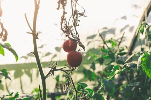 Two red tomatoes on a branch Stock Photos