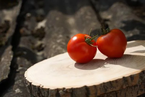 Two red tomatoes on an oak ring slice Stock Photos