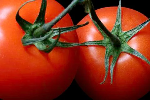 Two red tomatoes Stock Photos