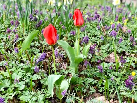 Two red tulips buds Stock Photos
