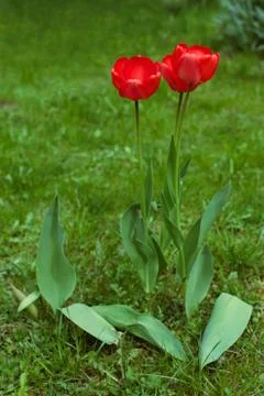 Two red tulips in the garden of spring Stock Photos