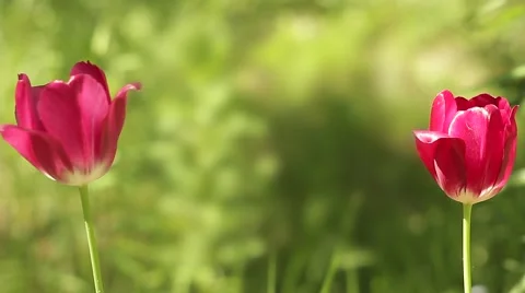 Two Red Tulips On A Green Background 動画素材 50442656