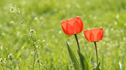 Two Red tulips on the green field Vidéo 5298376