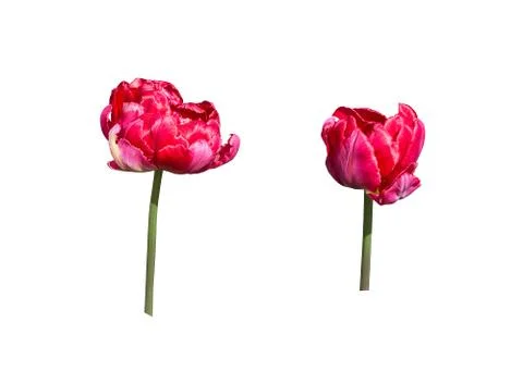 Two red tulips  isolated Stock Photos