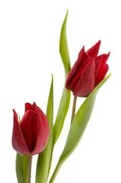 Two red tulips Stock Photos