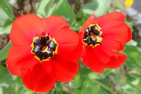 Two red tulips. Stock Photos