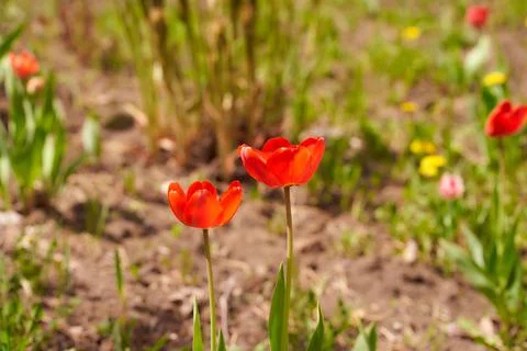 Two red tulips on the spring bed. Close Up Stock Photos