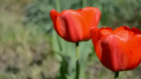 Two red tulips sway in the wind Stock Footage 169603601