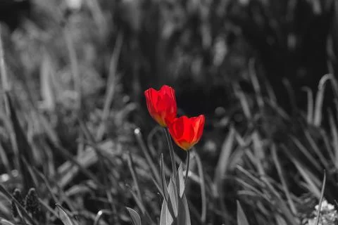 Two red tulips together Stock Photos