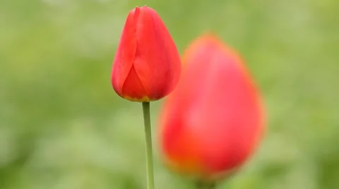 Two red tulips on wind - green background Stock Footage 5163841