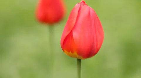 Two red tulips on wind - vertical panning Stock Footage 5186355