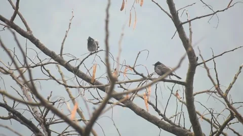 Two red vented bulbul bird on tree branch Stock Footage 273033728