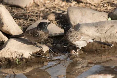 Two Red-vented Bulbul that sit on the edge of the pond and drink water Stock Photos