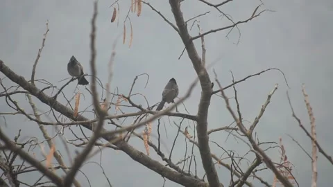 Two red vented bulbul on tree branch Stock Footage 273494791